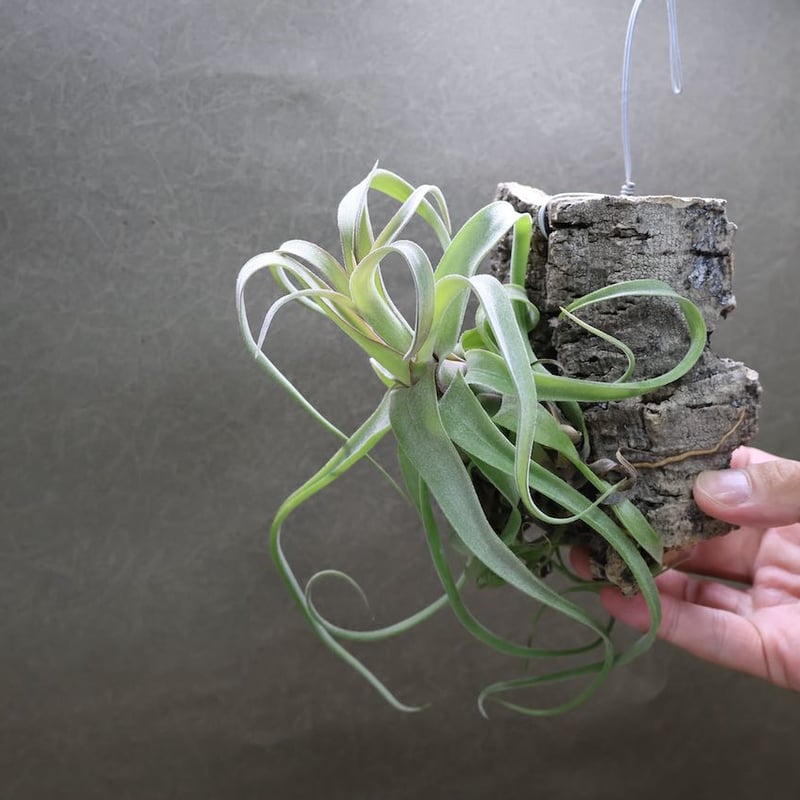 ストレプトフィラ 43号 着生コルク | air-plants TENGU-DO
