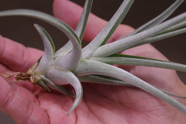 バードロックシンメトリー × ビーコレアレチランジアエアプランツ