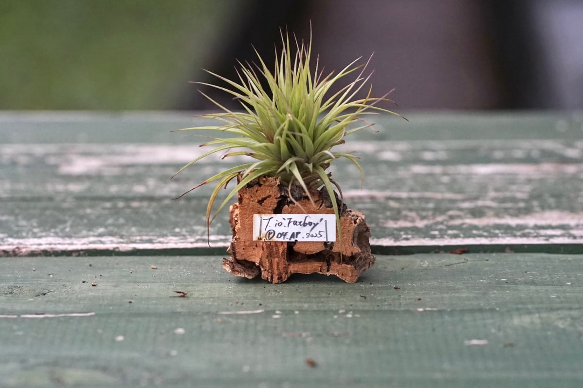 スタッフ特選】イオナンタ・ファットボーイ コルク着生 | air-plants