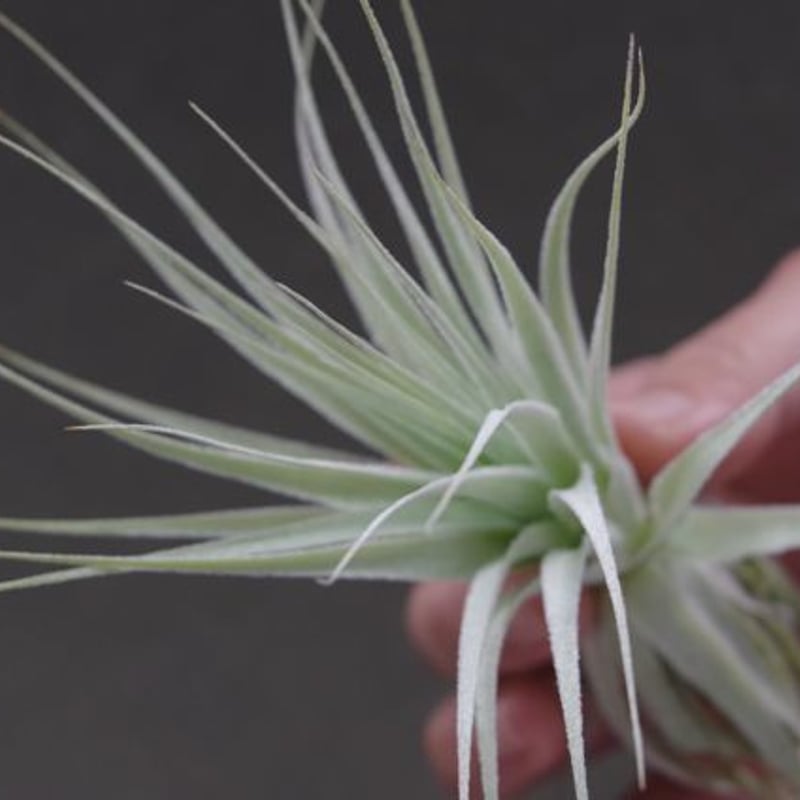 ガルドネリ | air-plants TENGU-DO