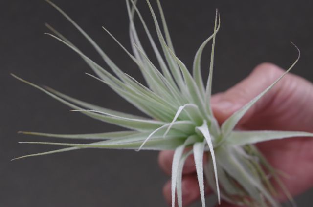 ガルドネリ | air-plants TENGU-DO