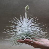 イオナンタ メキシカンゼブリナ 01号 | air-plants TENGU-DO