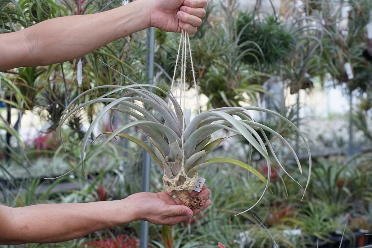 スタッフ特選】キセログラフィカ x ブラキカウロス XL | air-plants