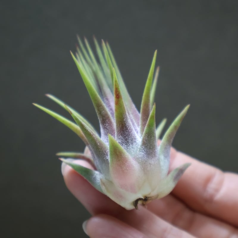 イオナンタ ストリクタ 07号 | air-plants TENGU-DO
