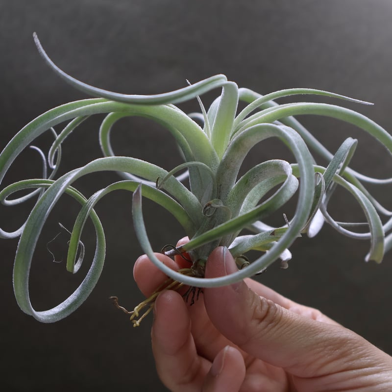 エクセルタ × チアペンシス ジャイアント 04号 | air-plants TENGU-DO