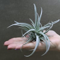 アエラントス テディベア 45号 46号 | air-plants TENGU-DO