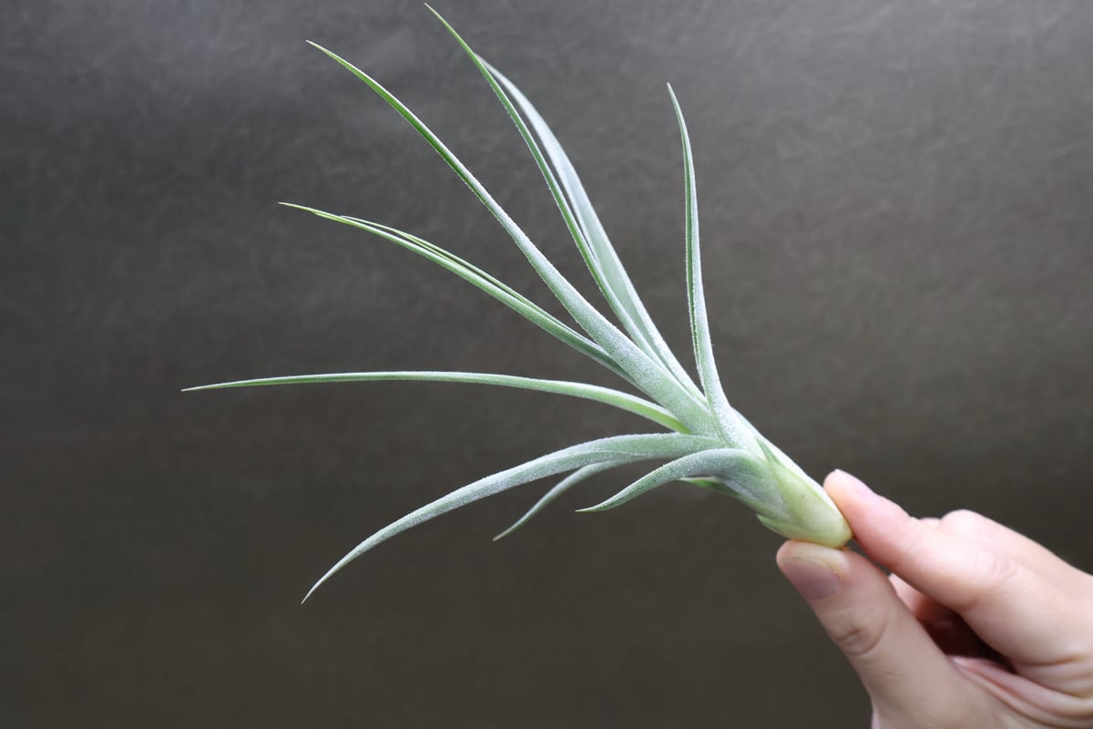 シーディアナ × エーレルシアナ Sサイズ 03号 | air-plants TENGU-DO