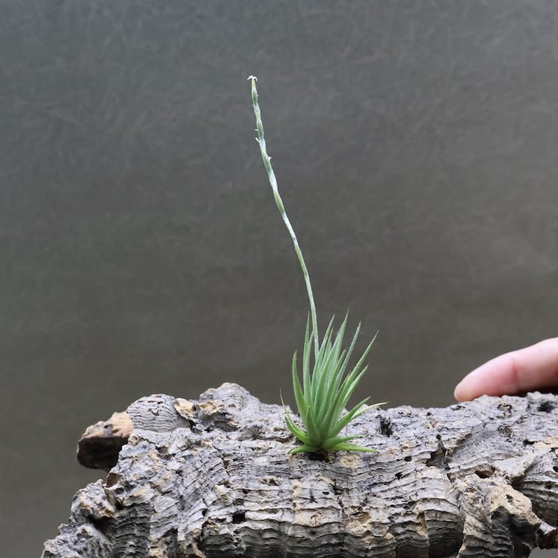 ロリアセア 13号 | air-plants TENGU-DO