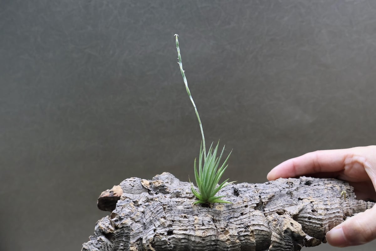 ロリアセア 13号 | air-plants TENGU-DO