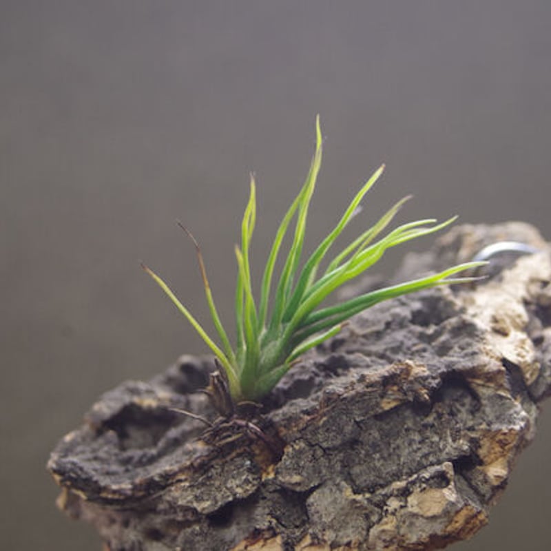 イッツィービッツィー 02号 | air-plants TENGU-DO