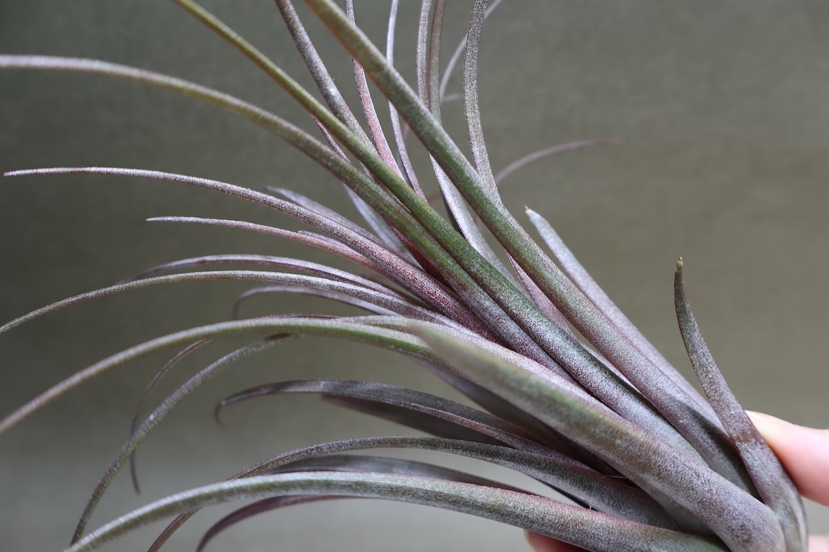 ティムズ アウトバースト （ カピタータ ドミンゲンシス x イオナンタ