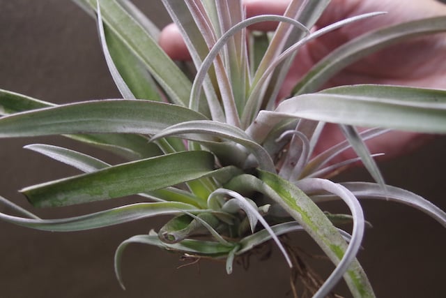 チアペンシス Lサイズ 09号 | air-plants TENGU-DO