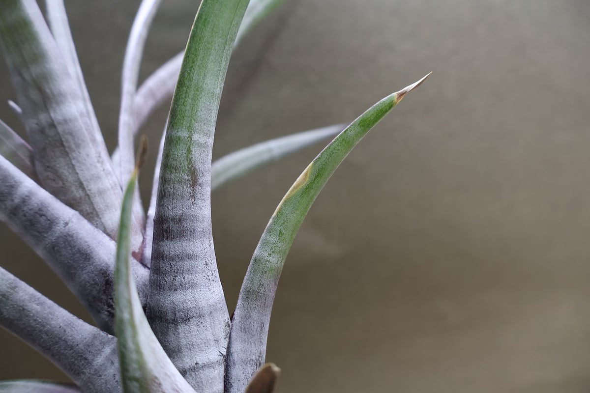 ヒルダエ 51号 | air-plants TENGU-DO