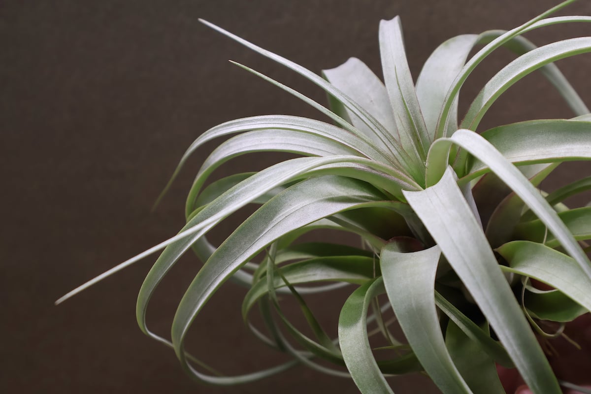 ギリエシークランプ　Tillandsia ギリエシークランプ Tillandsia - メルカリ