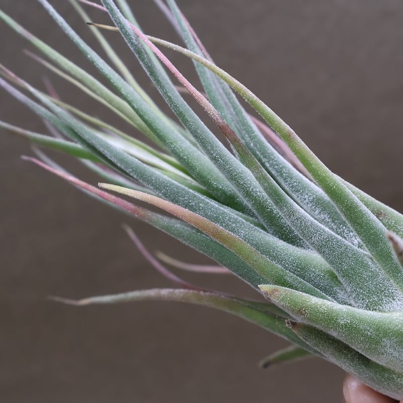 セレリアナ ハイブリッド 30号 | air-plants TENGU-DO