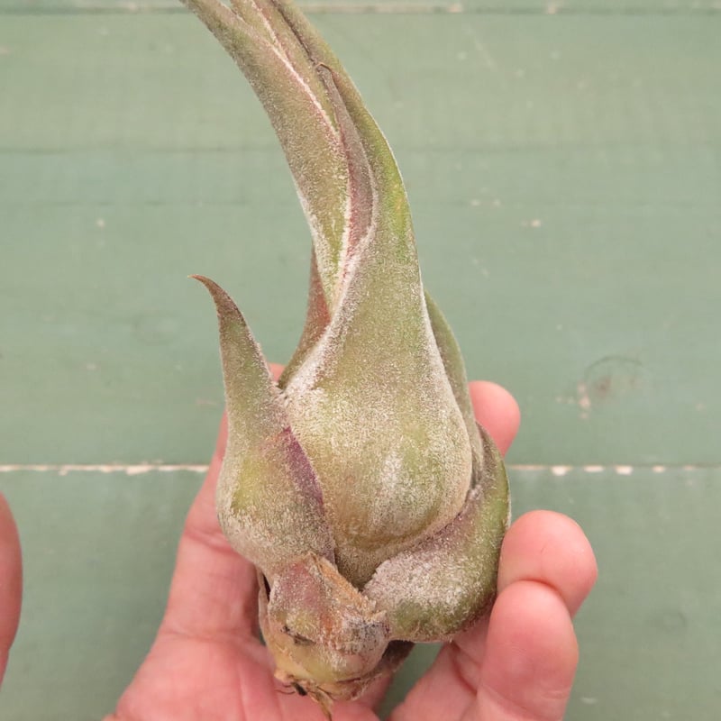 壺型普及種5点セット【スタッフ特選】 | air-plants TENGU-DO