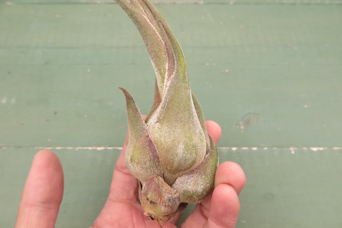 壺型チランジア3点セット 速達 壺型チランジア3点セット 速達