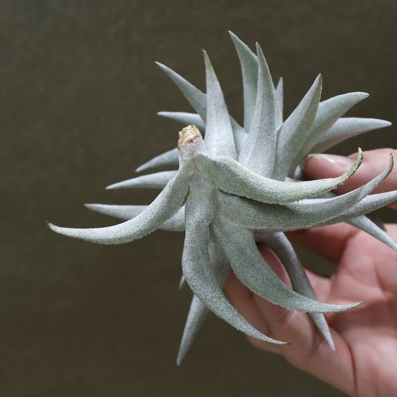 エディシアエ 70号 | air-plants TENGU-DO