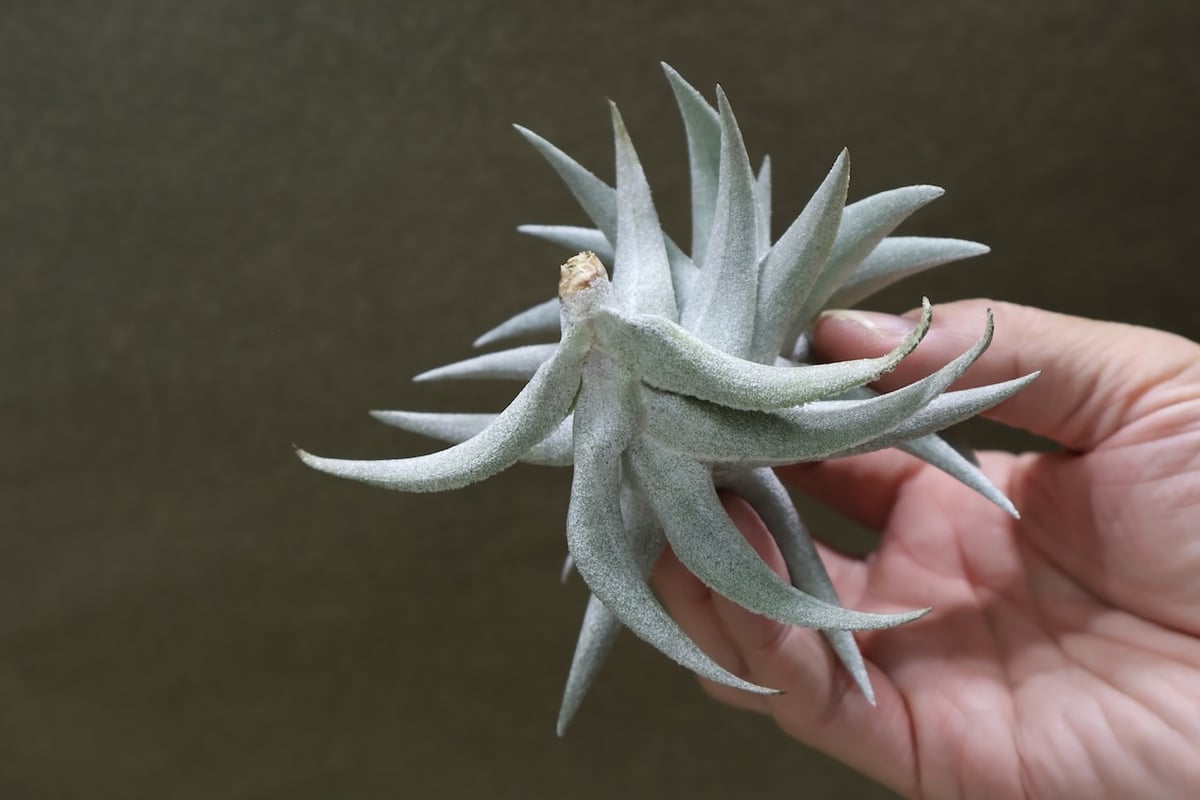 エディシアエ 70号 | air-plants TENGU-DO