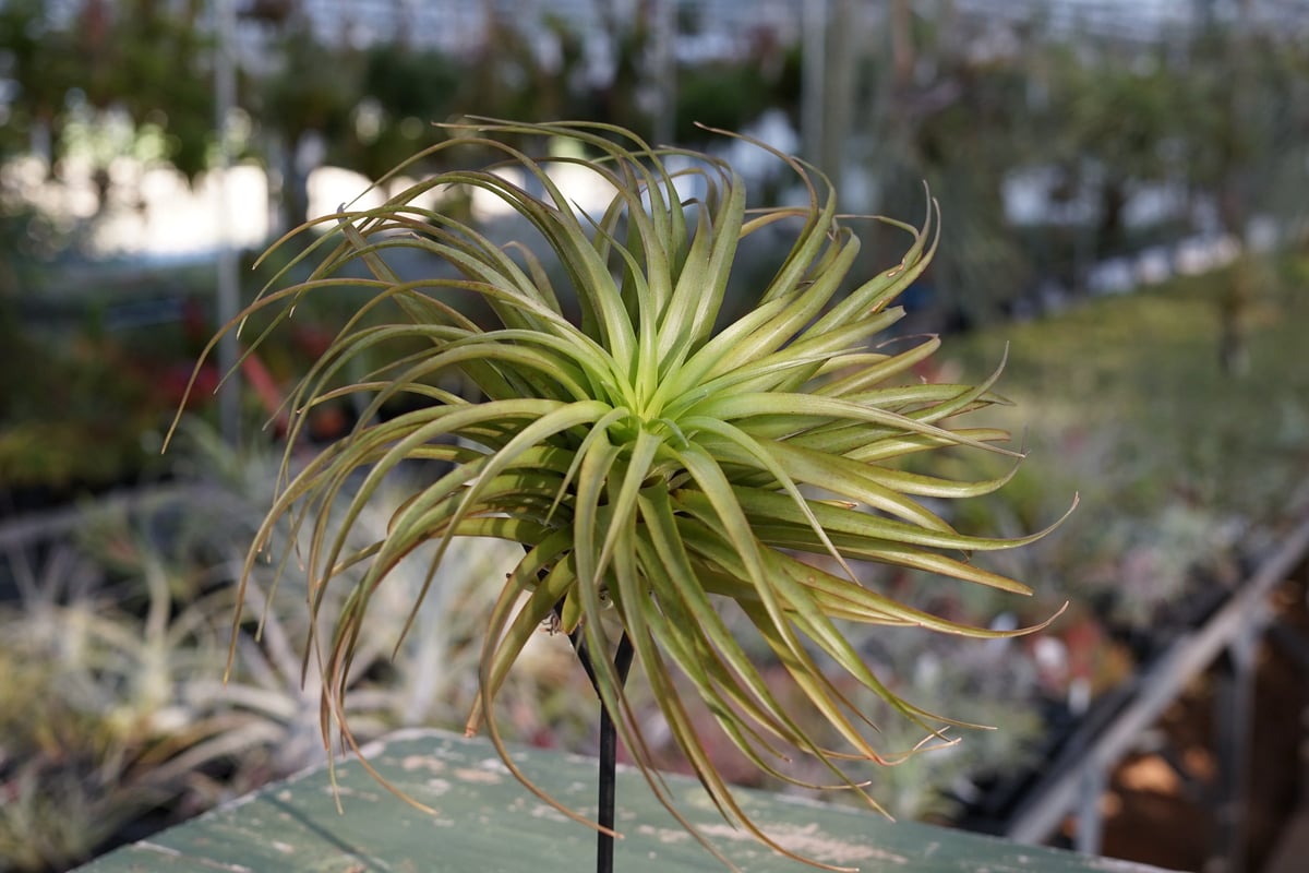 スタッフ特選】ブラキカウロス・シュプリーム B号 | air-plants TENGU-DO