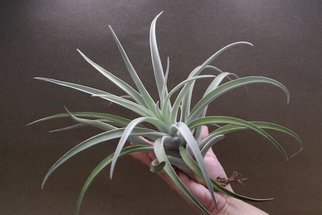 M*s様 現物　チランジア・ハリシー ＸＬ　花付き ハリシー XLサイズ 6号 | air-plants TENGU-DO