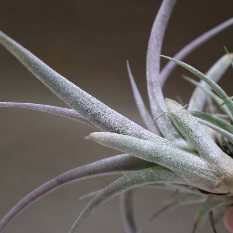 チアペンシス ギガンテスコ 23号 | air-plants TENGU-DO