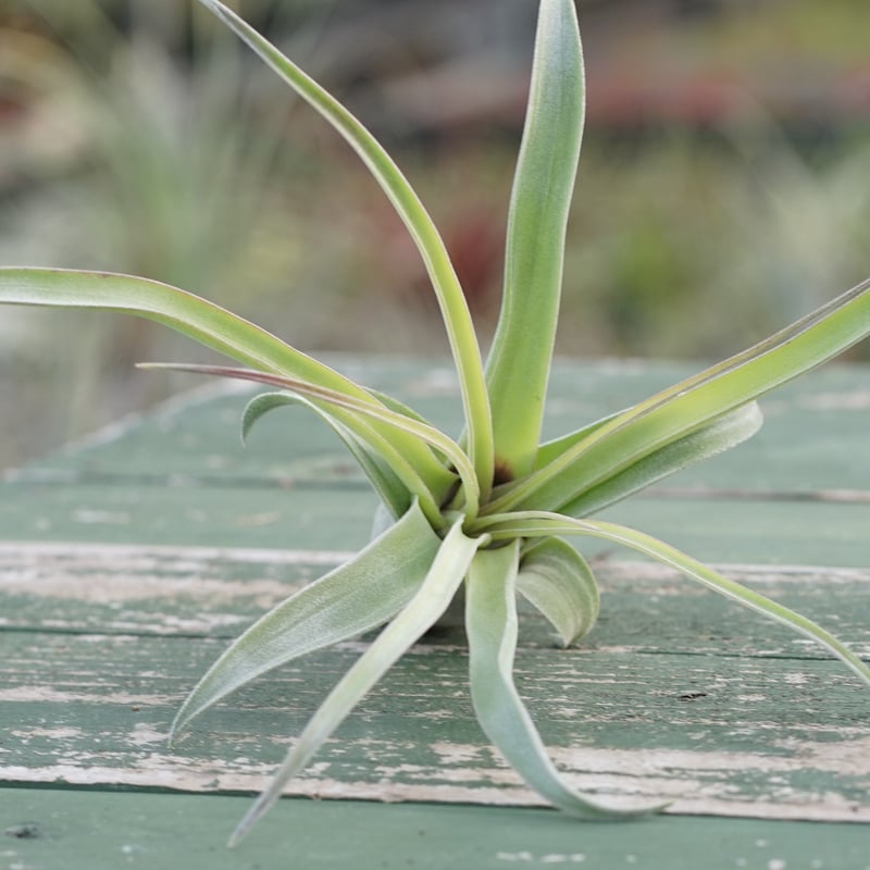 スタッフ特選】ストレプトフィラ 子株 C号 | air-plants TENGU-DO