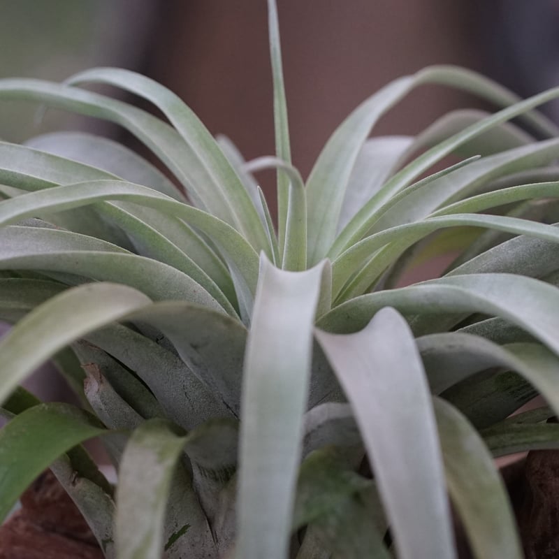 スタッフ特選】カピタータ シルバーローズ 2XLサイズ | air