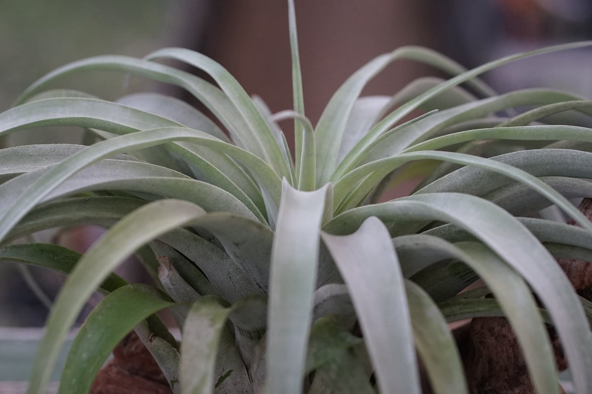 チランジア カピタータ シルバーローズ チランジア ／ カピタータ シルバーローズ XXL (T.capitata