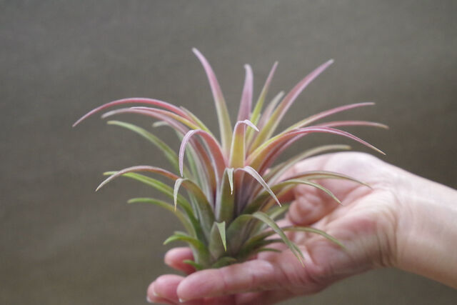 〈菫〉Tillandsia リオホンドエンシス R F x イオナンタフエゴ リオホンドエンシス × イオナンタ 07号 | air-plants TENGU-DO