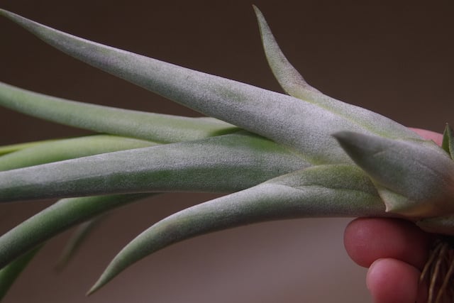 チランジア　カプトメデューサ x コンコロール コンコロール x カプトメドーサエ 02号 | air-plants TENGU-DO