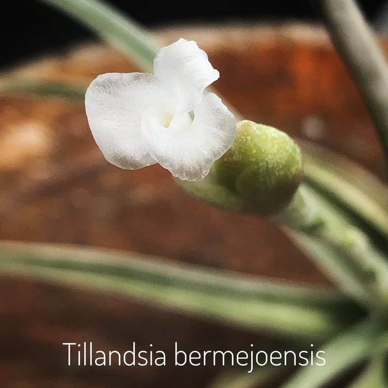 ベルメホエンシス 15号 | air-plants TENGU-DO
