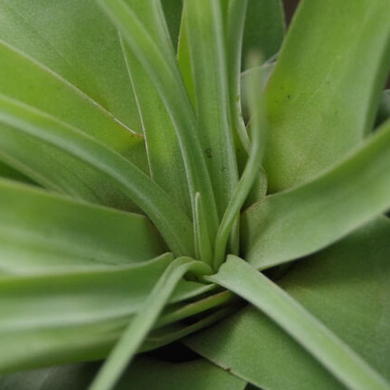 キセログラフィカ × ストレプトフィラ 01号 | air-plants TENGU-DO