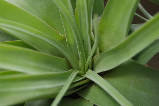 キセログラフィカ × ストレプトフィラ 01号 | air-plants TENGU-DO