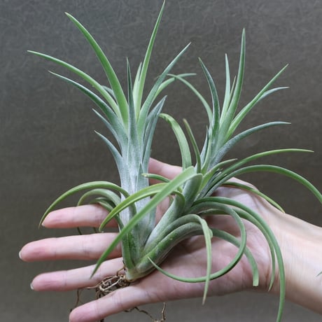 チランジア El Guapo 開花苗 チランジア El Guapo 開花苗 チランジア