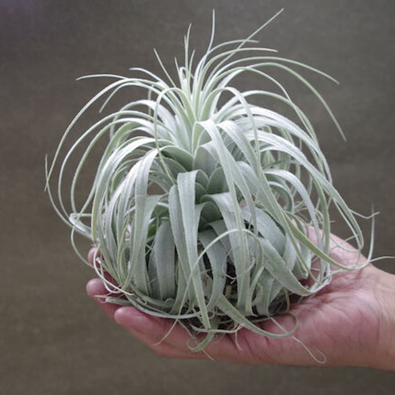 チャペウエンシス・チュリフォルミス　輸入株 チャペウエンシス チュリフォルミス 01号 | air-plants TENGU-DO
