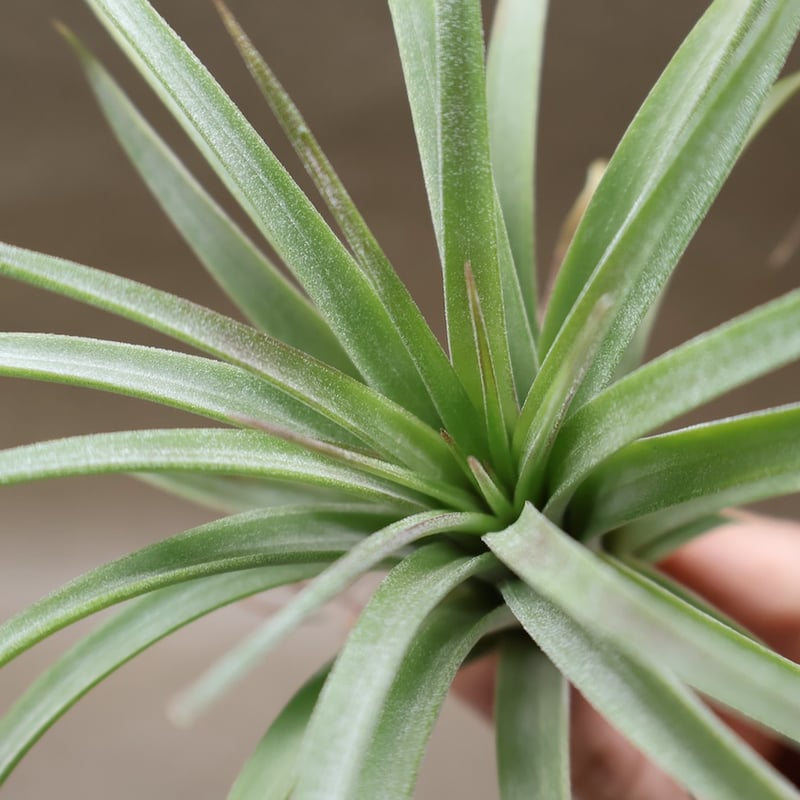 ピージェイズ ストリクタ プライズ（イオナンタストリクタ x