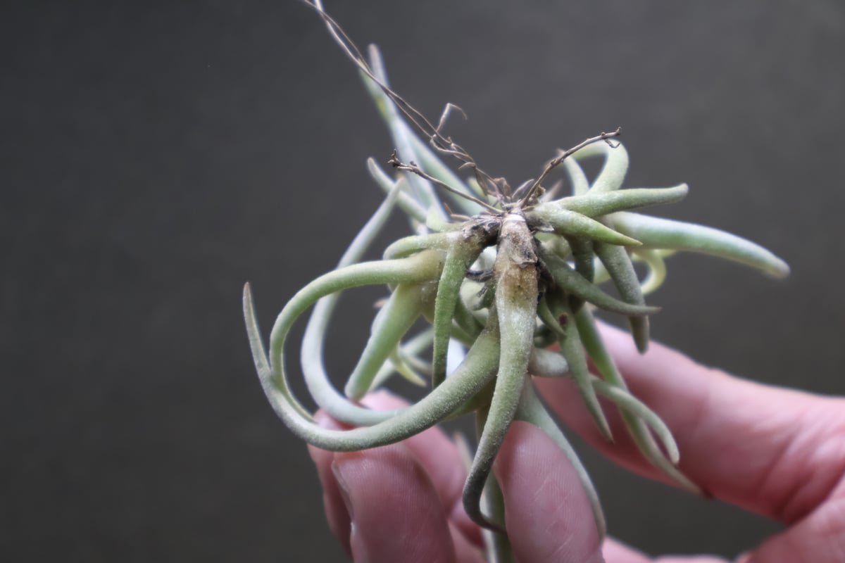 グラブリオール クランプ 19号 | air-plants TENGU-DO