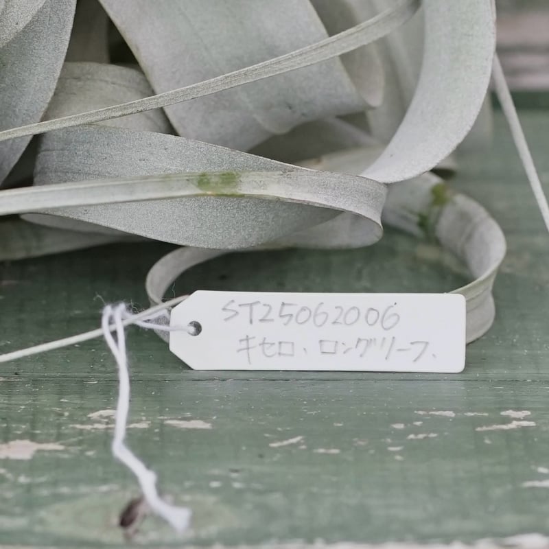 スタッフ特選】キセログラフィカ ロングリーフ A号 | air-plants TENGU-DO