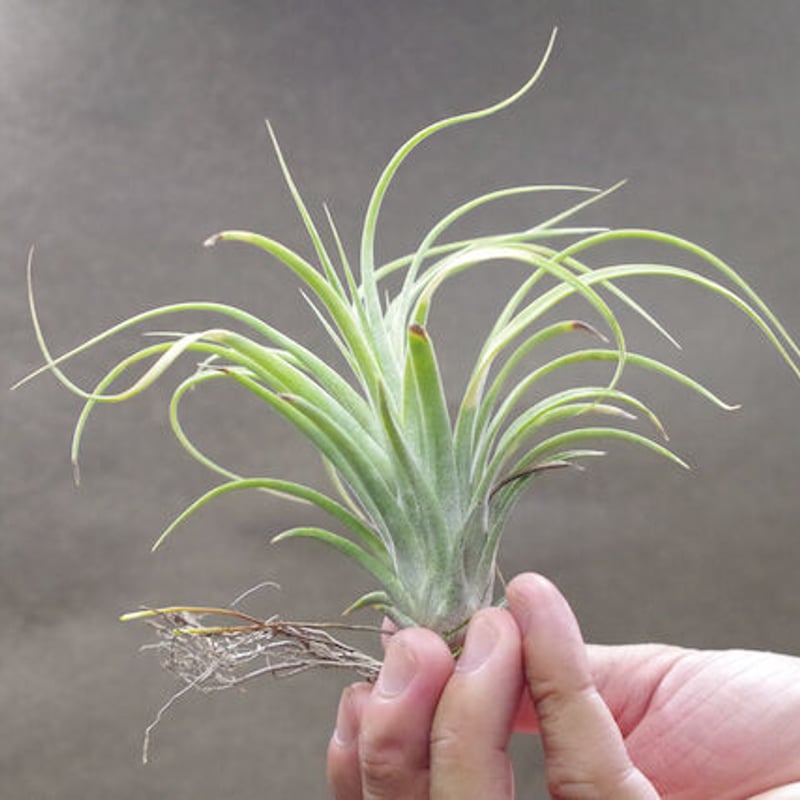 ローランドゴッセリニー × イオナンタギガンテ 02号 | air-plants TENGU-DO