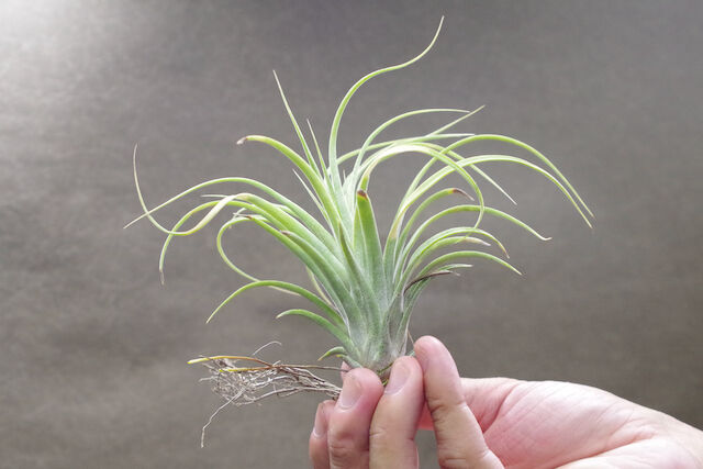 ローランドゴッセリニー × イオナンタギガンテ 02号 | air-plants TENGU-DO