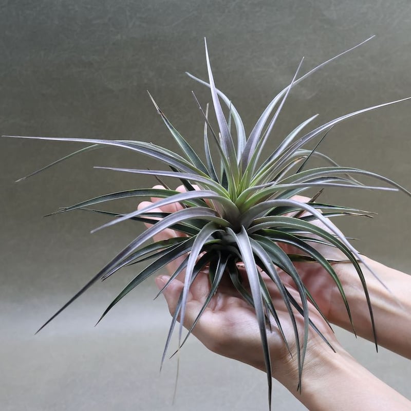 ヴェルニコーサ／べルニコーサ 20号 | air-plants TENGU-DO
