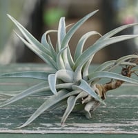 イオナンタ アルボマージナータ Sサイズ 41号 | air-plants TENGU-DO イオナンタ アルボマージナータ Sサイズ 41号 | air-plants TENGU-DO