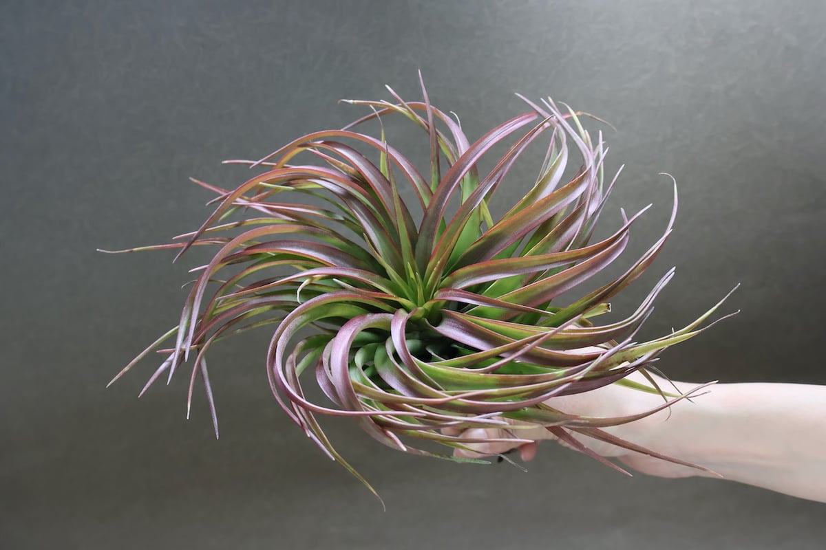 ブラキカウロス タイフーン 06号 | air-plants TENGU-DO