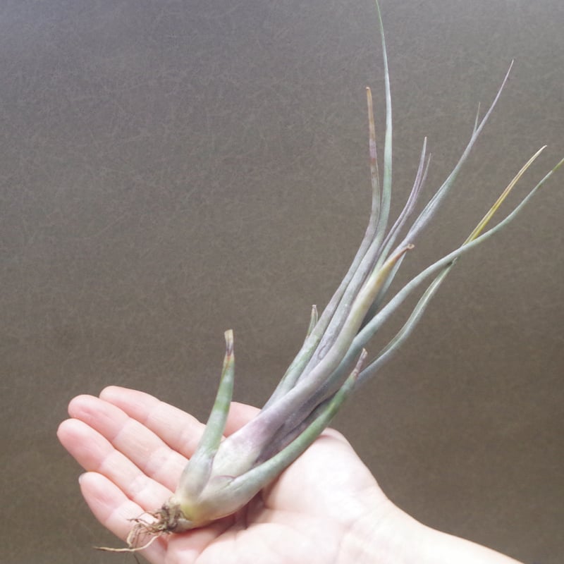 インスタントグラティフィケーション (インターメディアxプセウド