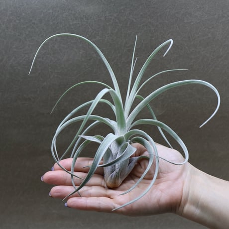 air-plants TENGU-DO