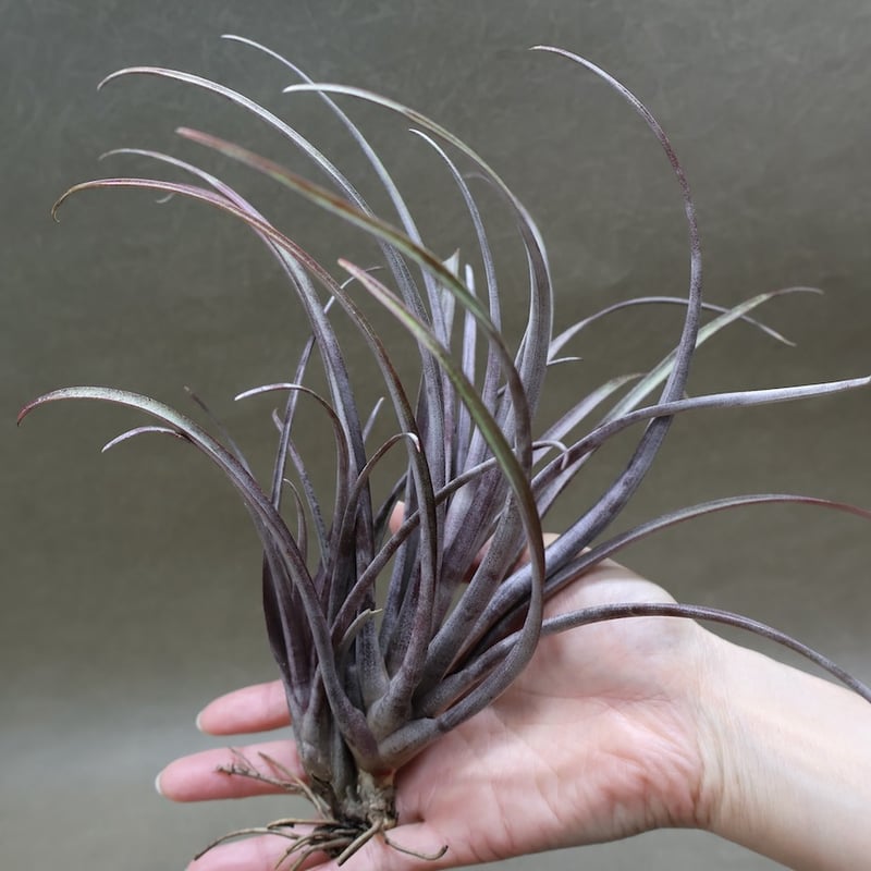 カピタータ ドミンゲンシス 43号 | air-plants TENGU-DO