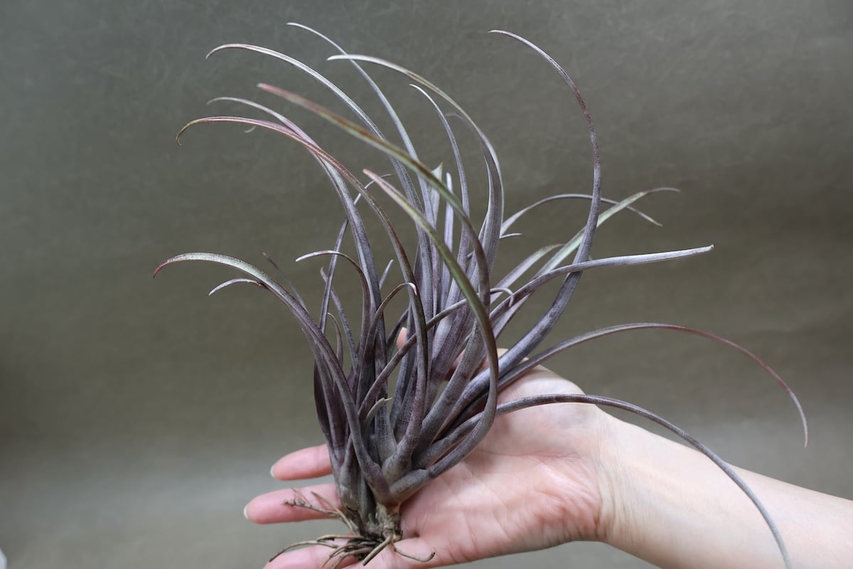 カピタータ ドミンゲンシス 43号 | air-plants TENGU-DO