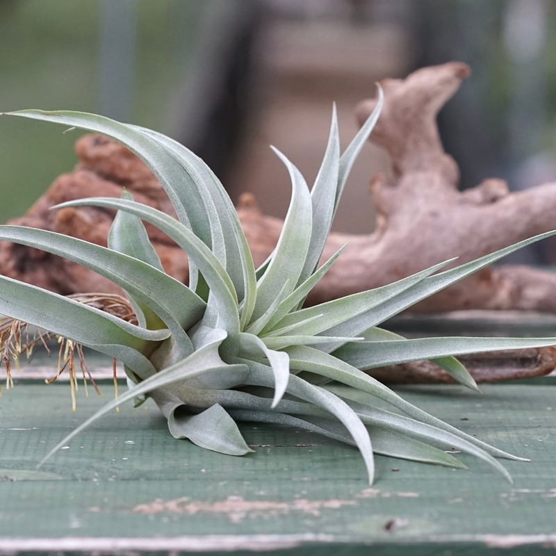 スタッフ特選】カピタータ・シルバーローズ 子株 B号 | air-plants