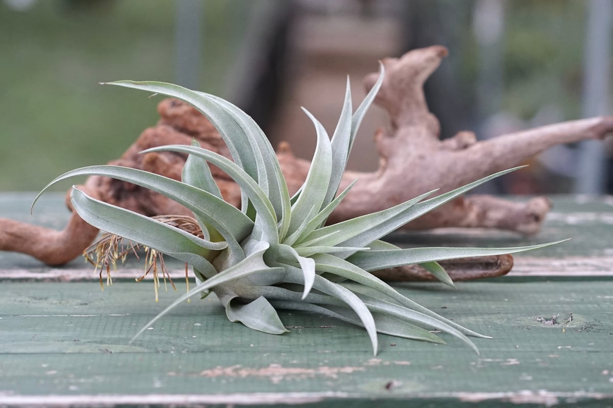 スタッフ特選】カピタータ・シルバーローズ 子株 B号 | air-plants